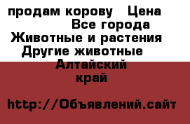 продам корову › Цена ­ 70 000 - Все города Животные и растения » Другие животные   . Алтайский край